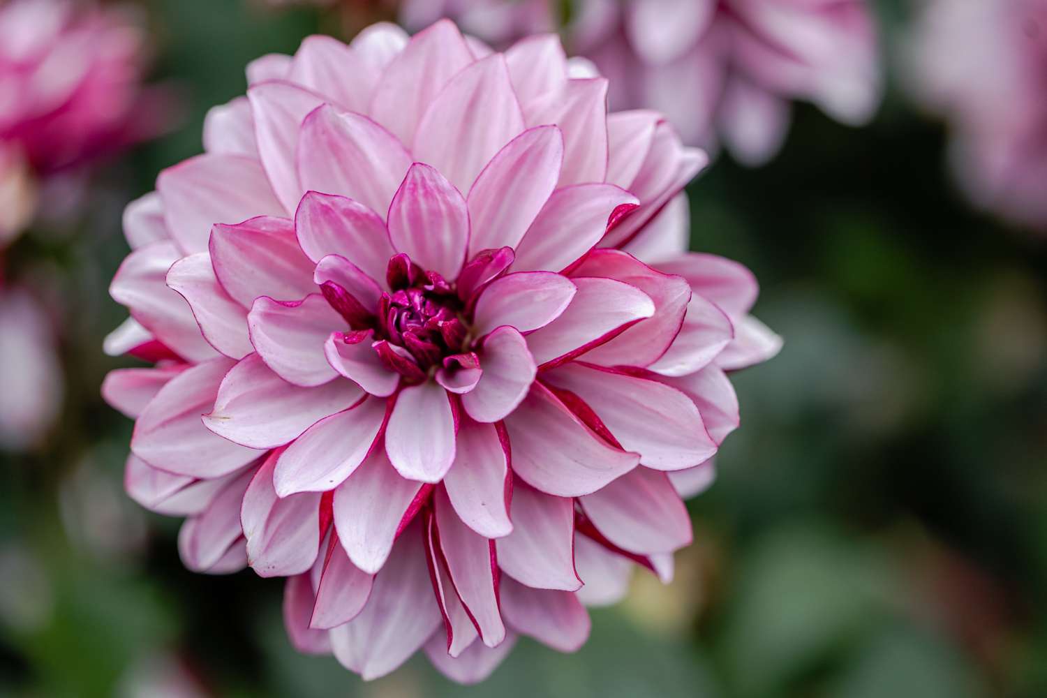Dahlia 'Creme de Cassis'